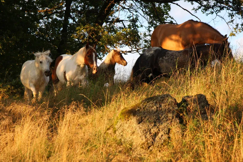 Die Ranch – Carola Seebauer in Bernhardswald