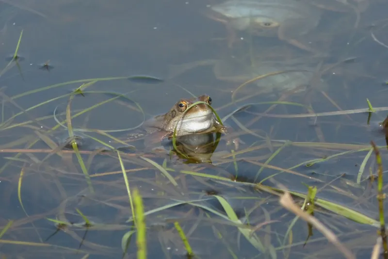 Kind erforscht die Natur am Haus der BUNDten Natur.