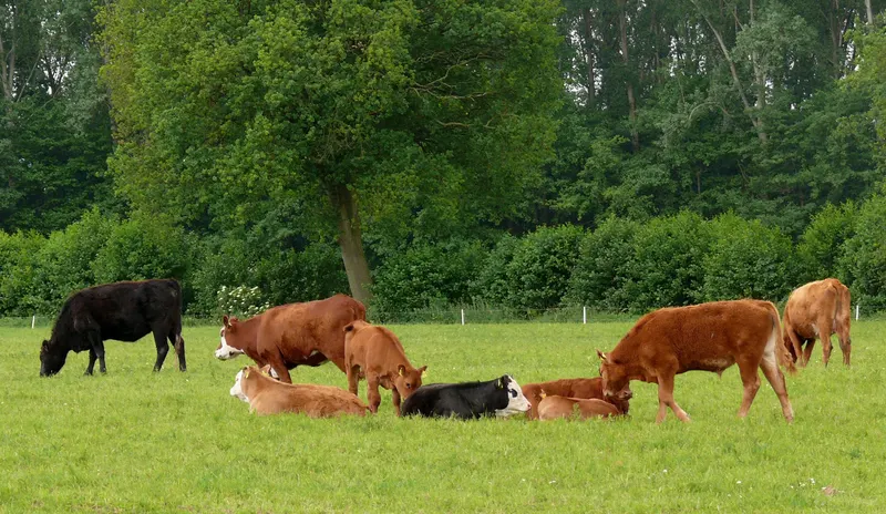 Foto der Einrichtung Hof Eggers Bauernhof